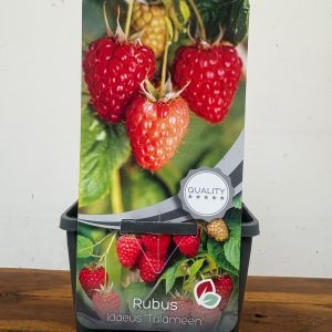 Rubus Idaeus 'Tulameen'
