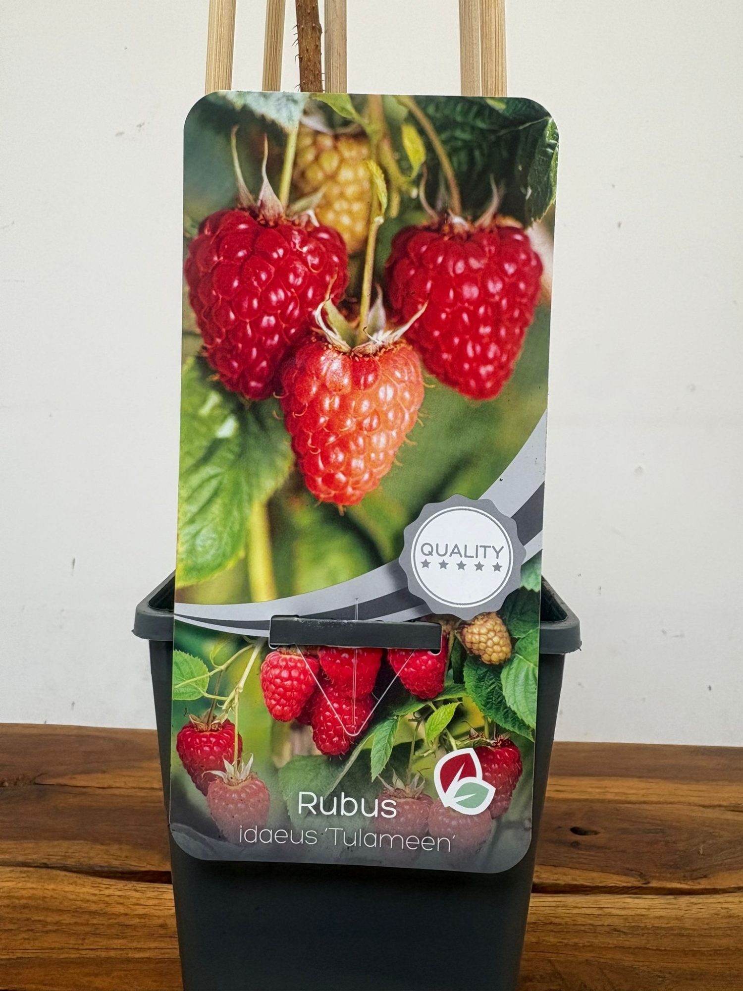 Rubus Idaeus 'Tulameen'