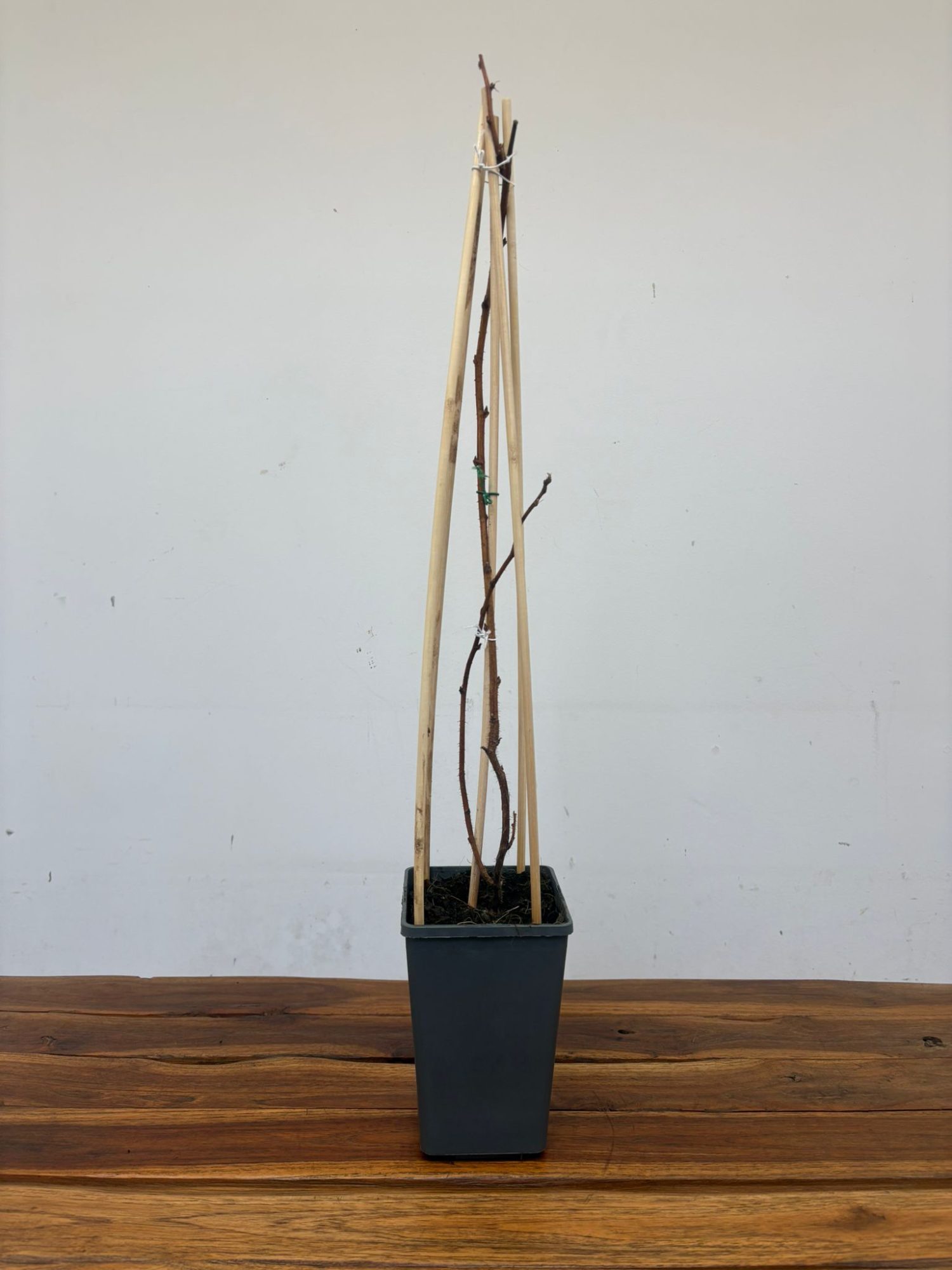 Rubus Idaeus 'Heritage' - Image 2