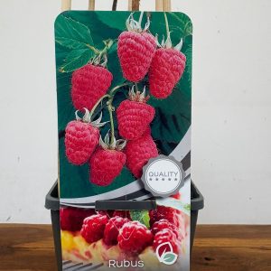 Rubus Idaeus 'Heritage'