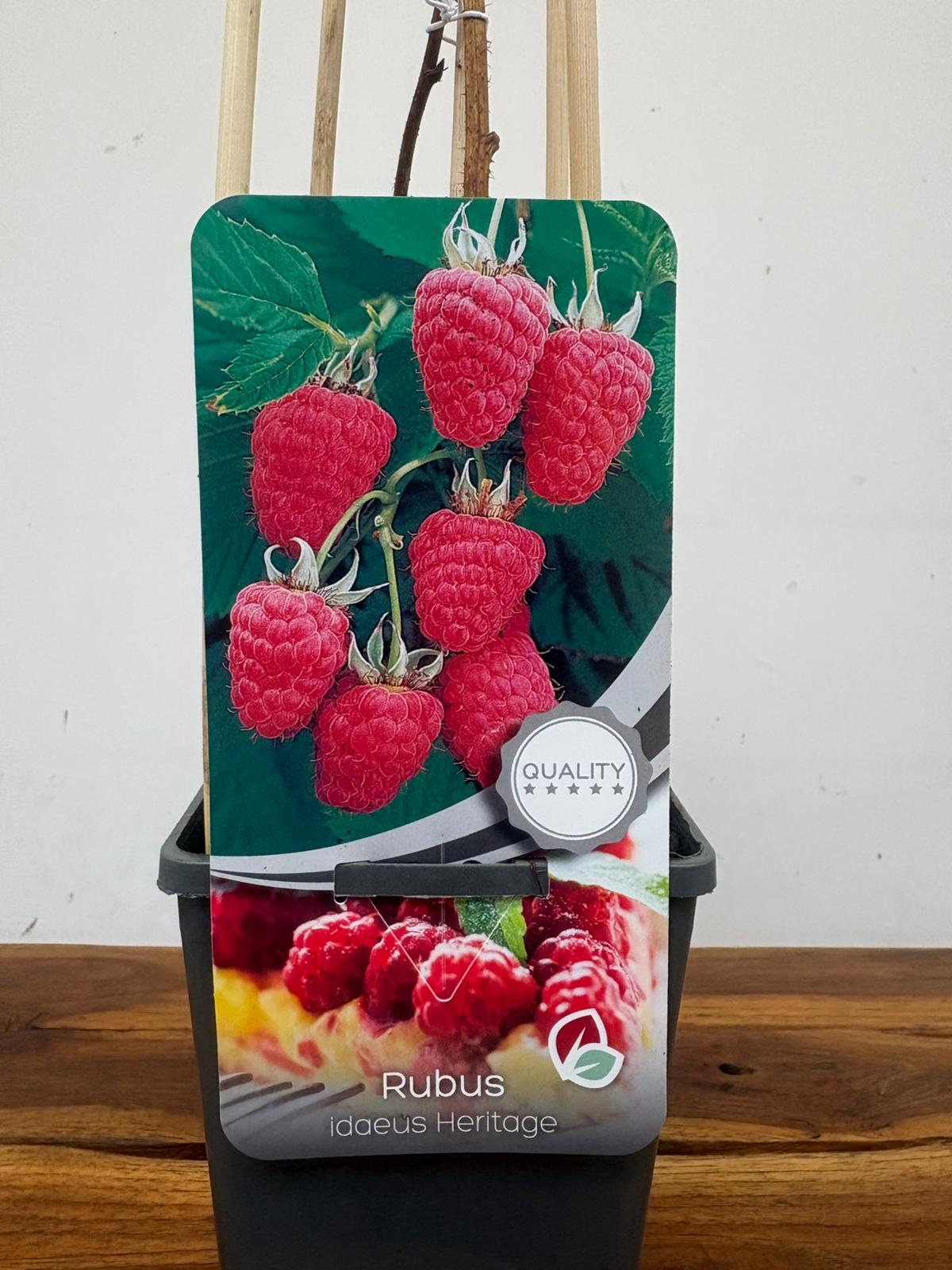 Rubus Idaeus 'Heritage'