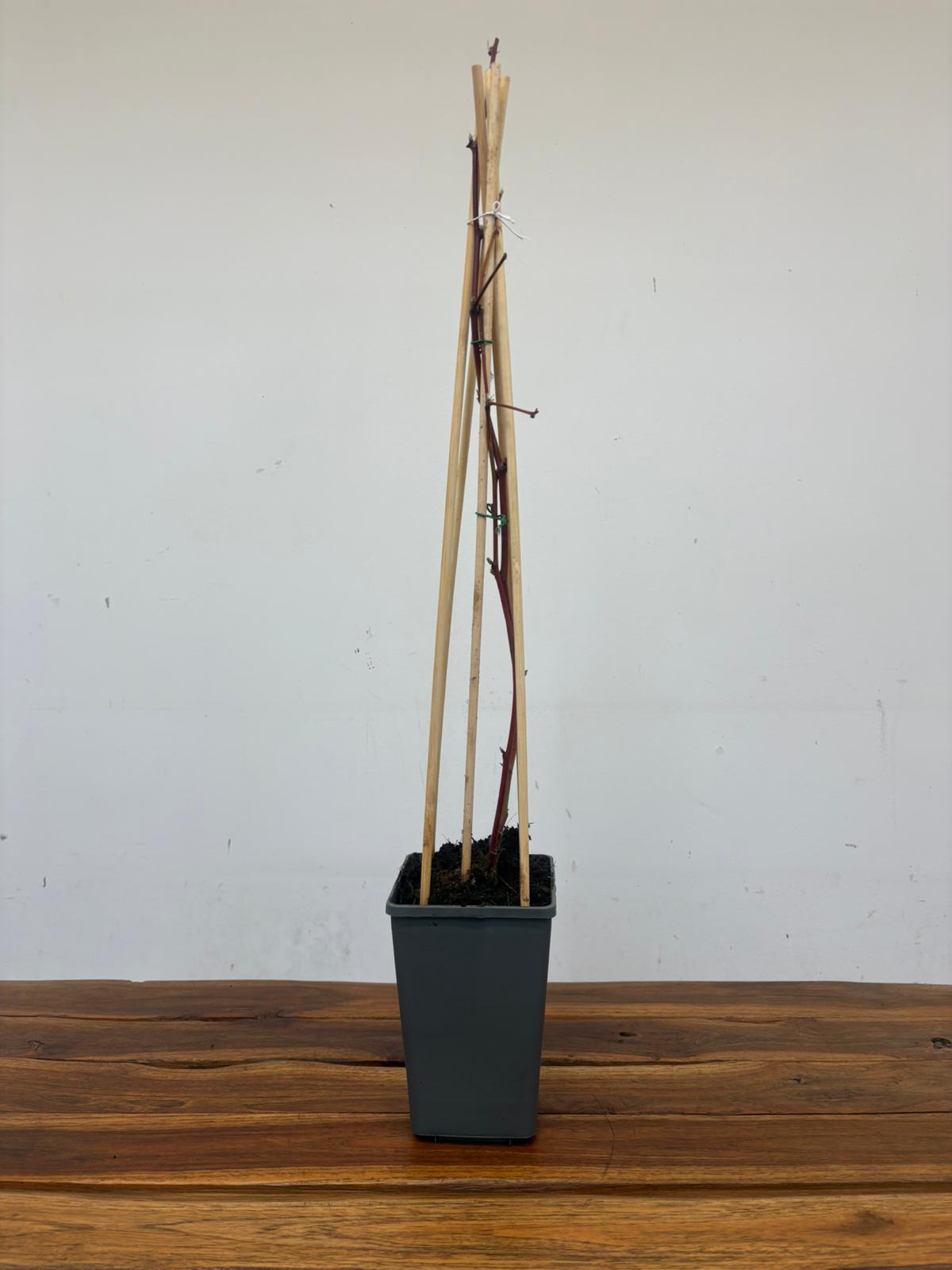 Rubus Fruticosus 'Chester Thornless' - Image 2