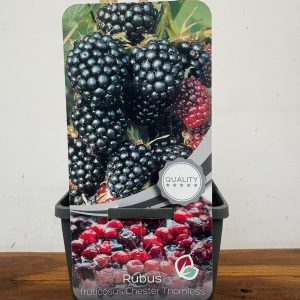 Rubus Fruticosus 'Chester Thornless'