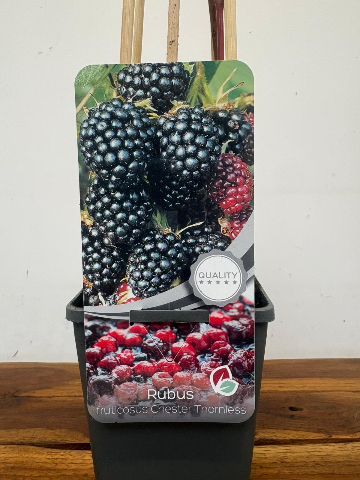 Rubus Fruticosus 'Chester Thornless'