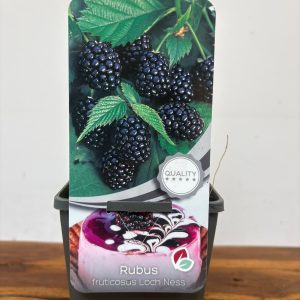 Rubus Fruticosus 'Loch Ness'