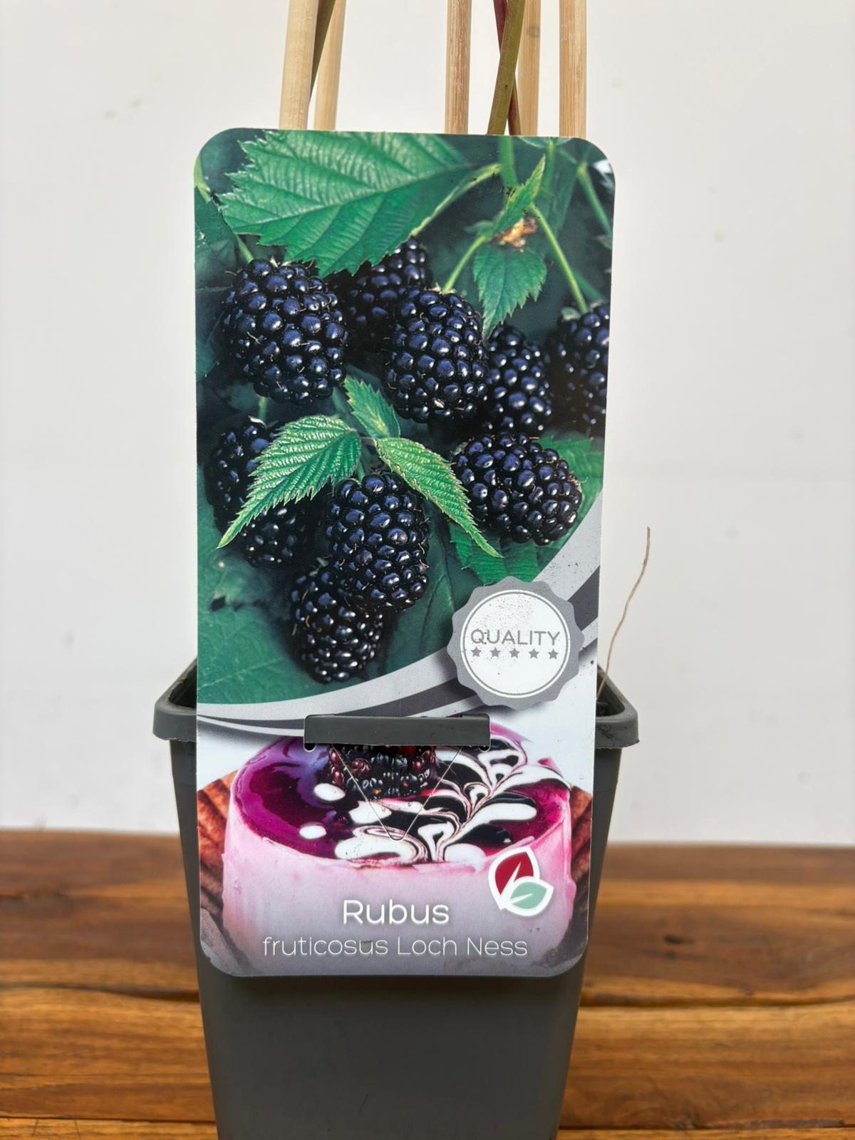 Rubus Fruticosus 'Loch Ness'