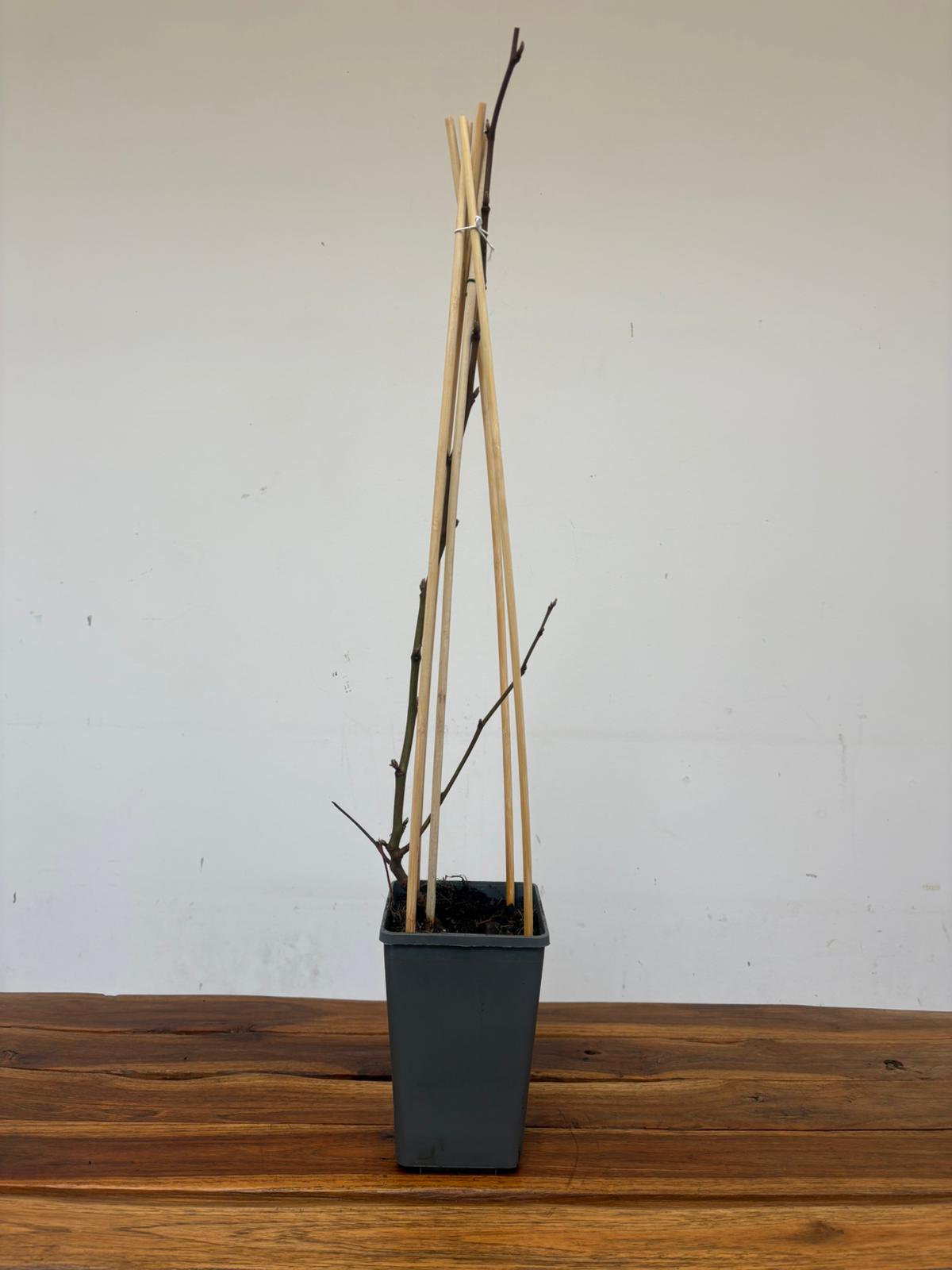 Rubus Fruticosus 'Loch Ness' - Image 2