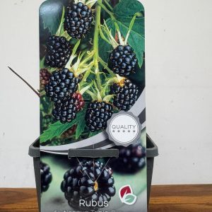 Rubus Fruticosus 'Triple Crown'