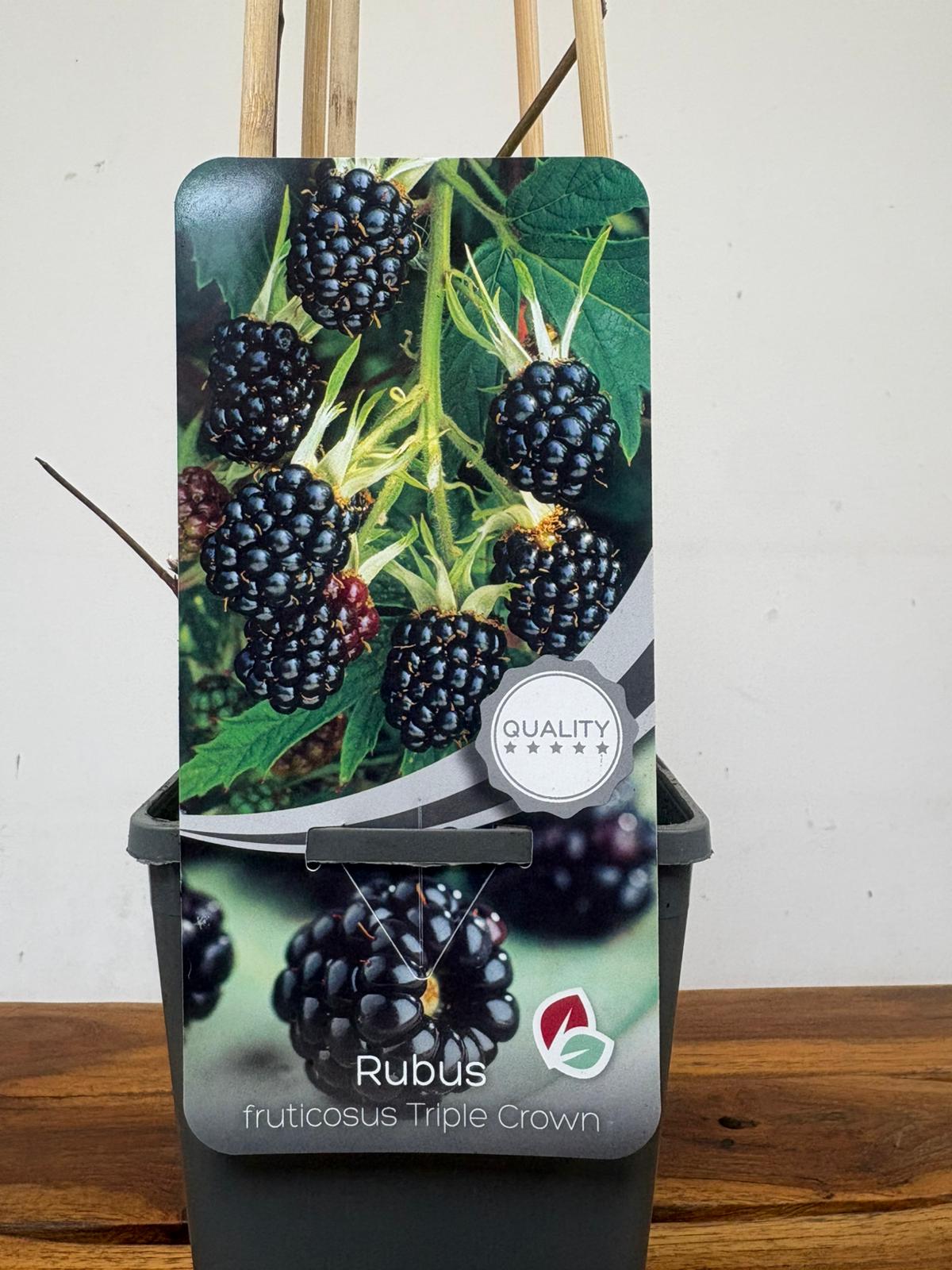 Rubus Fruticosus 'Triple Crown'