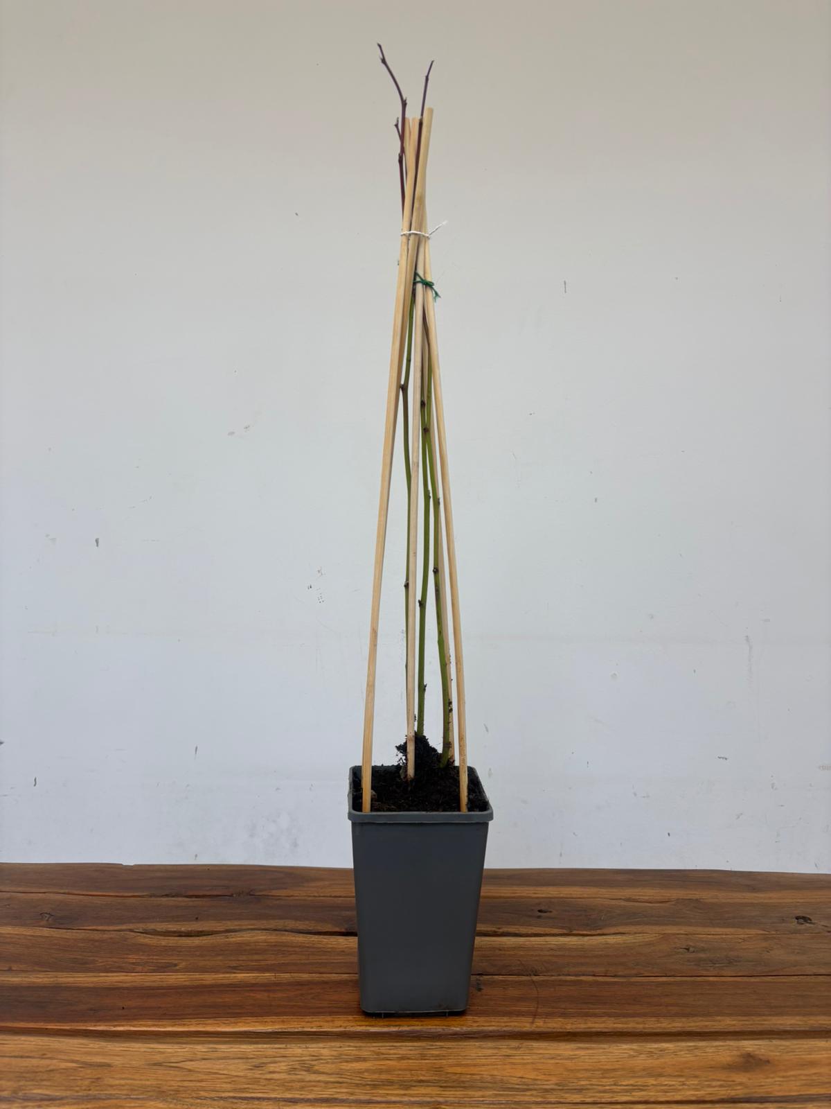 Rubus Fruticosus 'Triple Crown' - Image 2