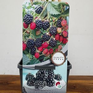 Rubus Fruticosus 'Navaho'