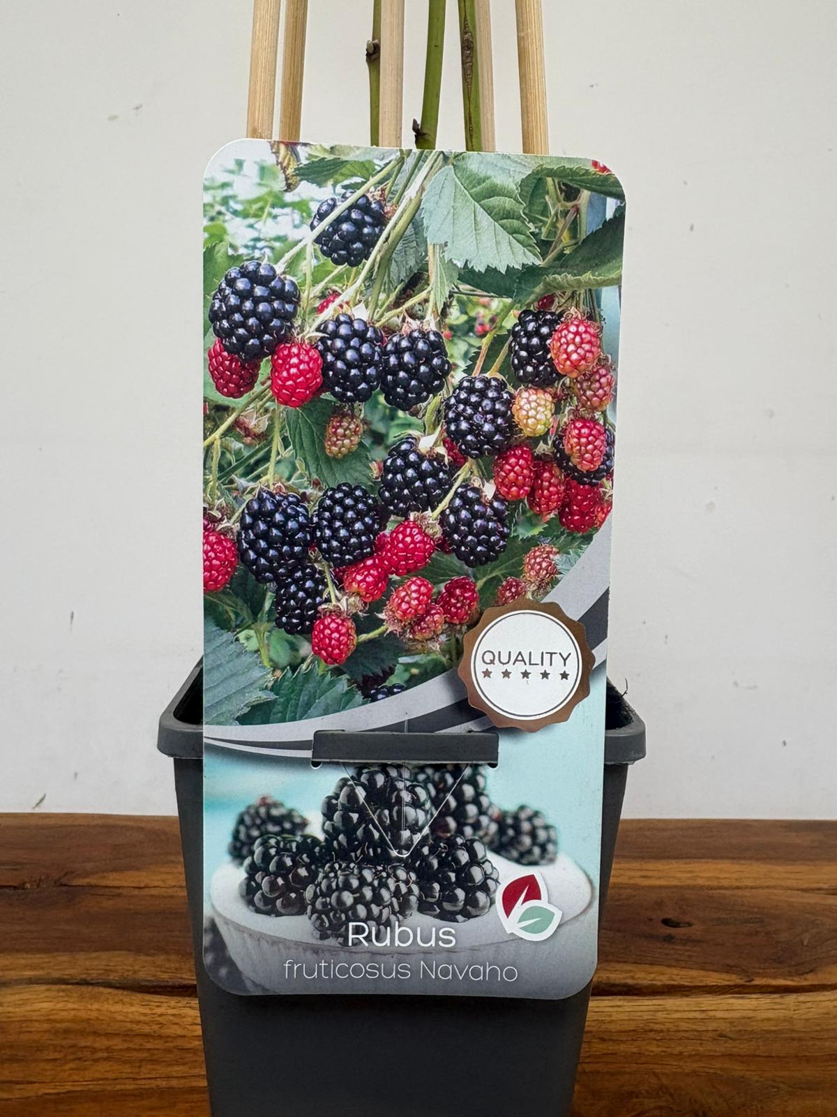 Rubus Fruticosus 'Navaho'