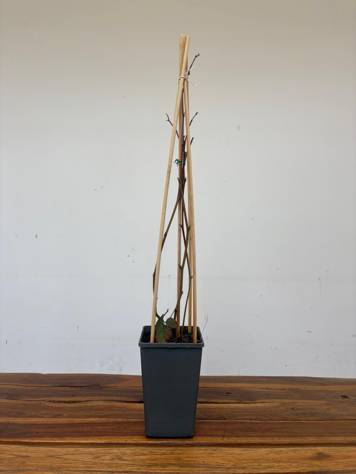 Rubus Fruticosus 'Navaho' - Image 2