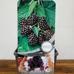Rubus Fruticosus 'Thornfree'