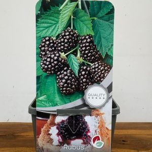 Rubus Fruticosus 'Thornfree'