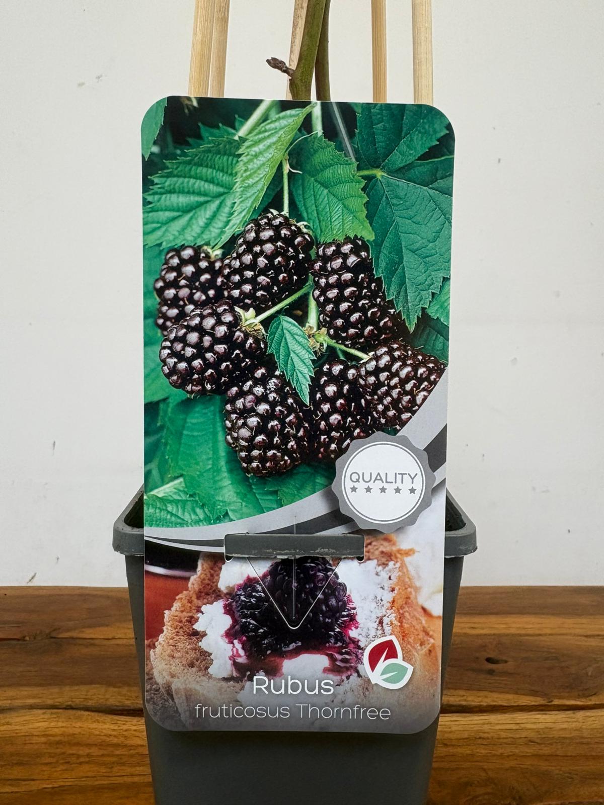 Rubus Fruticosus 'Thornfree'