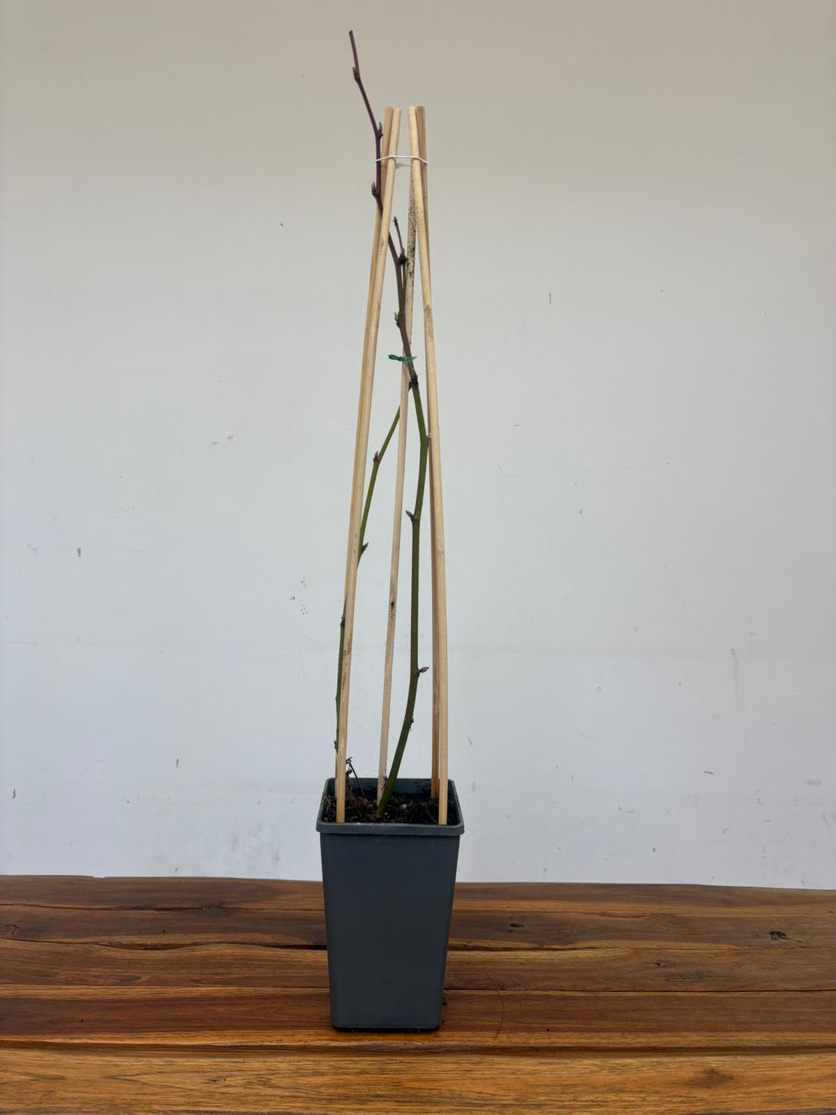 Rubus Fruticosus 'Thornfree' - Image 2