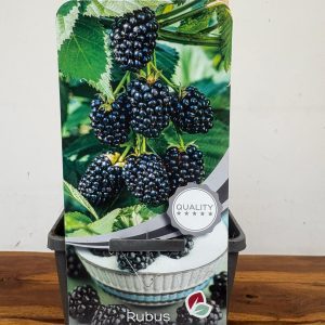 Rubus Fruticosus 'Jumbo'
