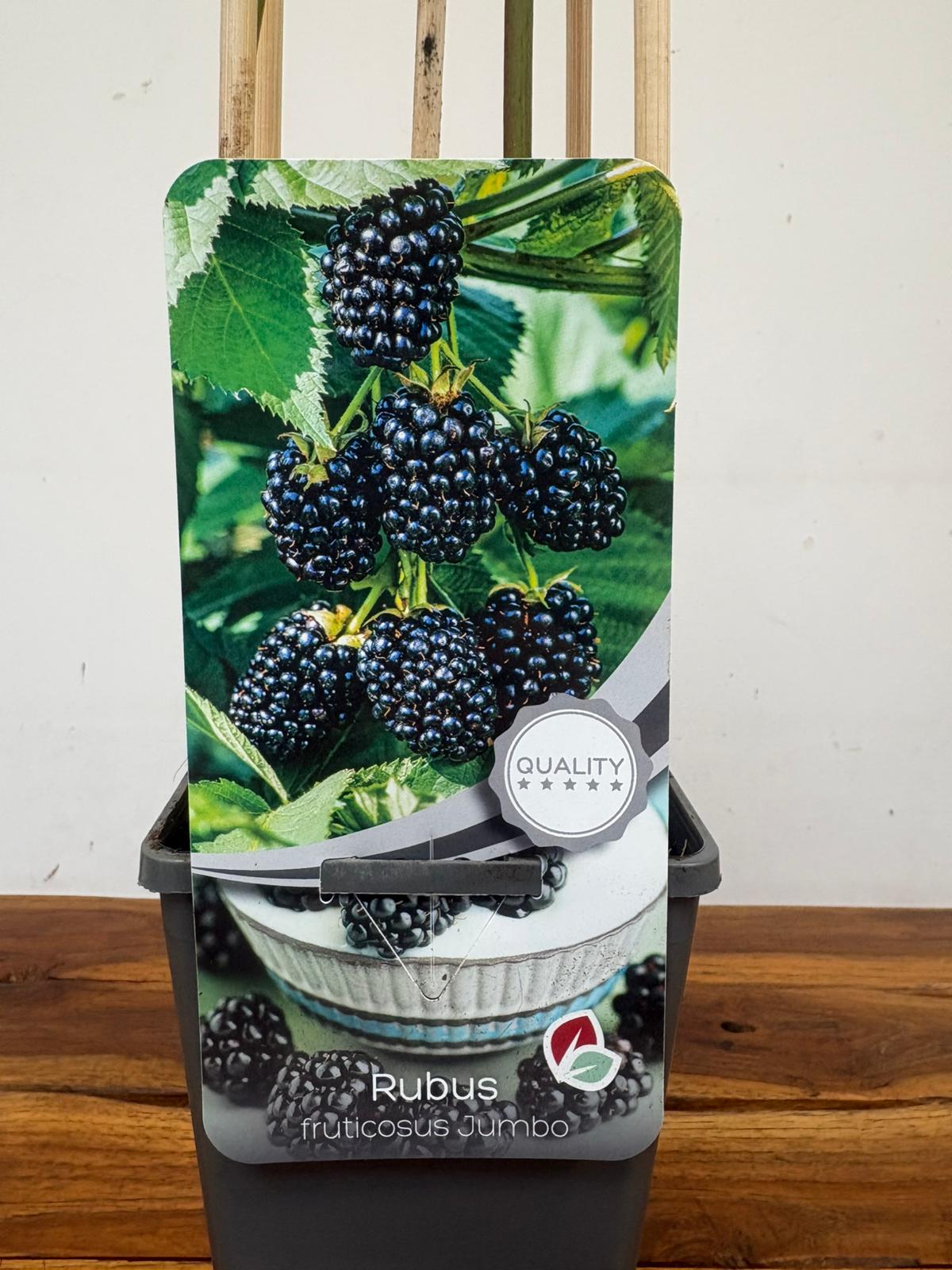 Rubus Fruticosus 'Jumbo'