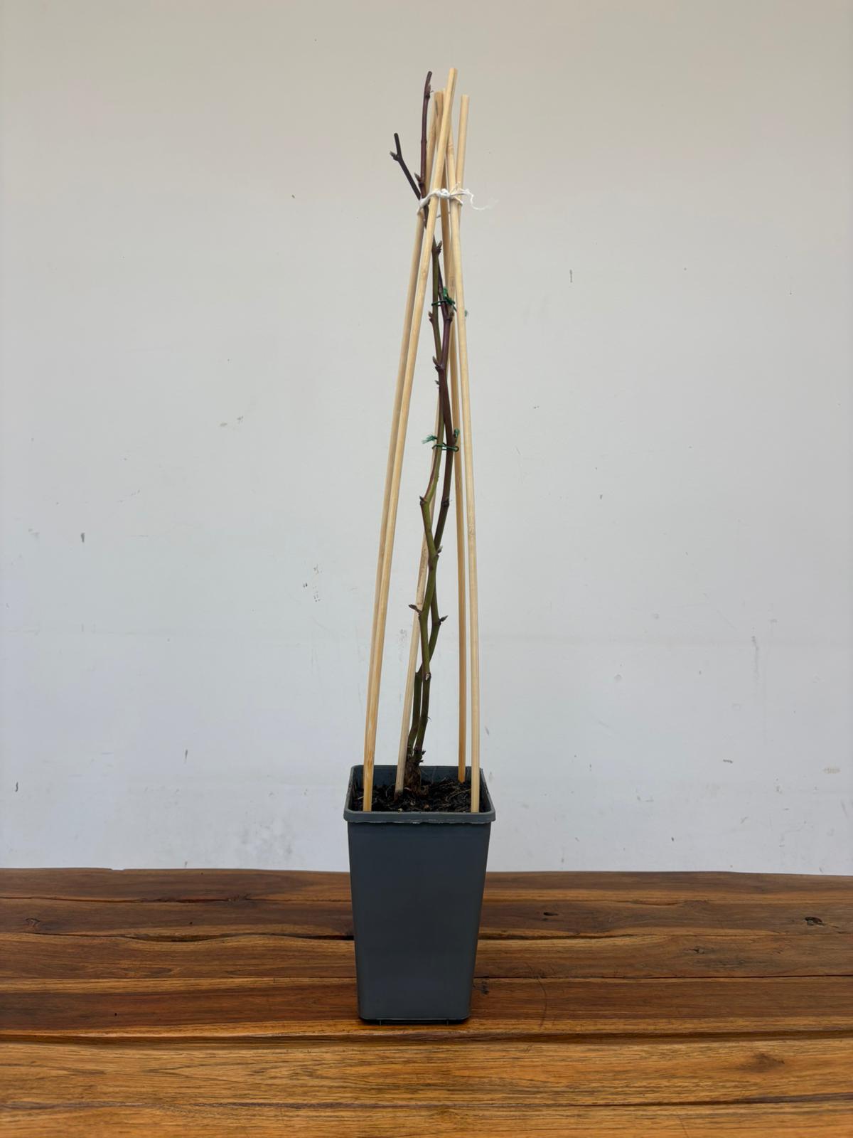 Rubus Fruticosus 'Jumbo' - Image 2