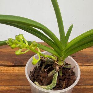 Vanda Holcostylis 'Ms Sunlight' x Ascocentrum Aurantiacum