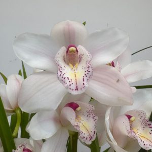 Cymbidium V. 21