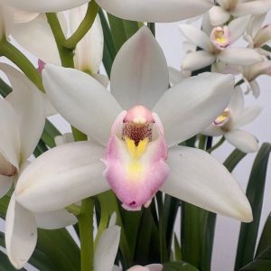 Cymbidium V. 21