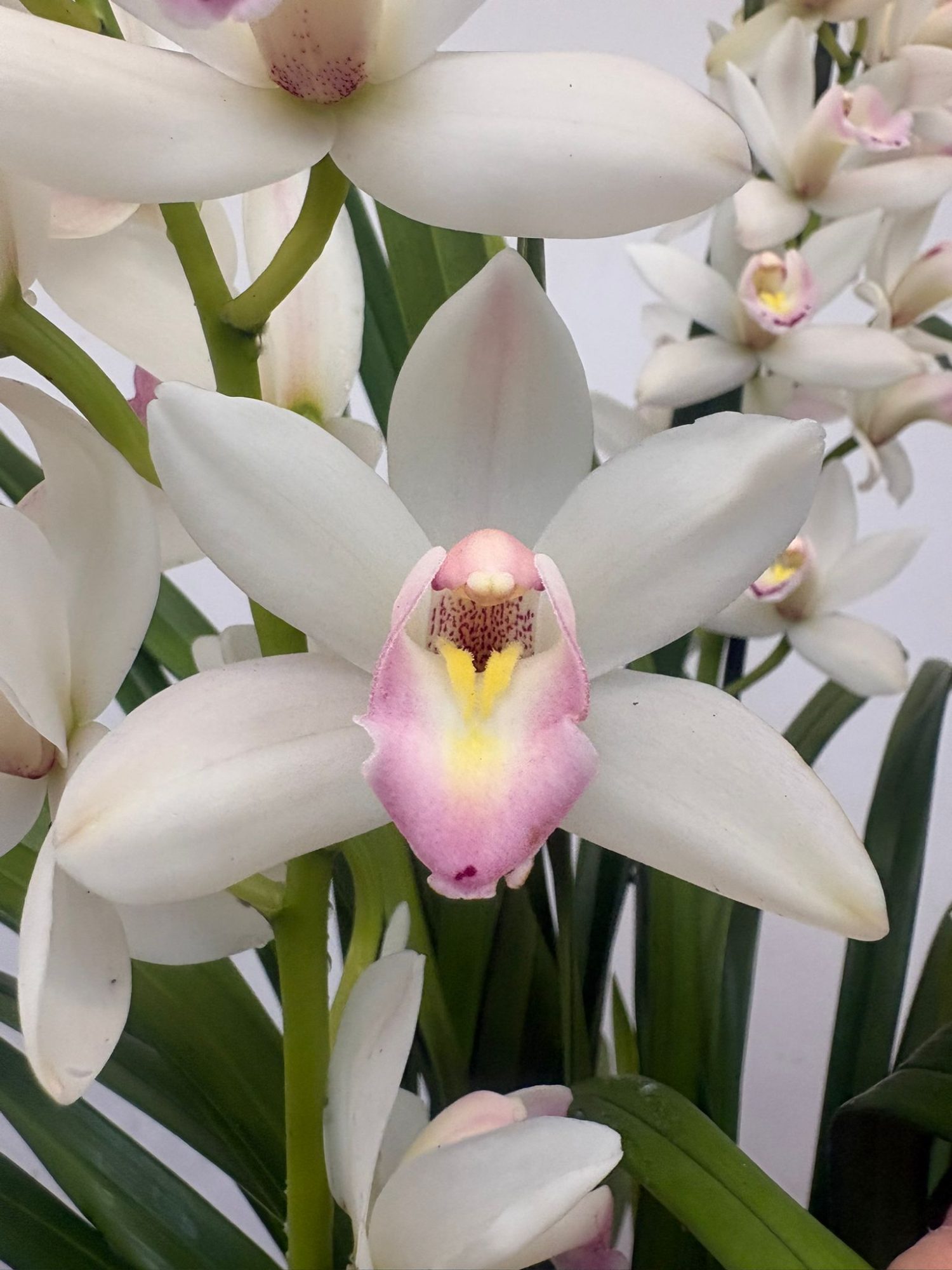 Cymbidium V. 21