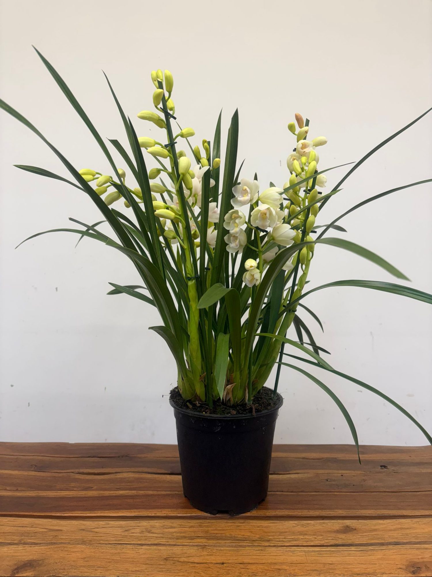 Cymbidium V. 21 - Image 2