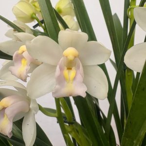 Cymbidium V. 21