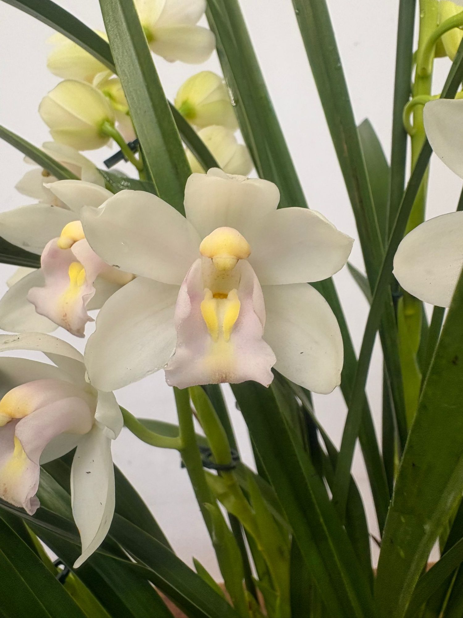 Cymbidium V. 21
