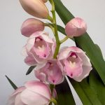 Cymbidium V. 21
