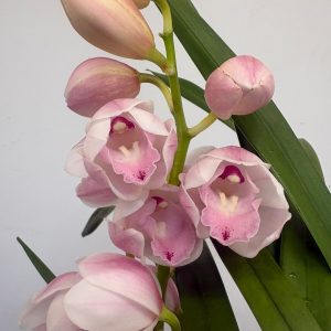 Cymbidium V. 21