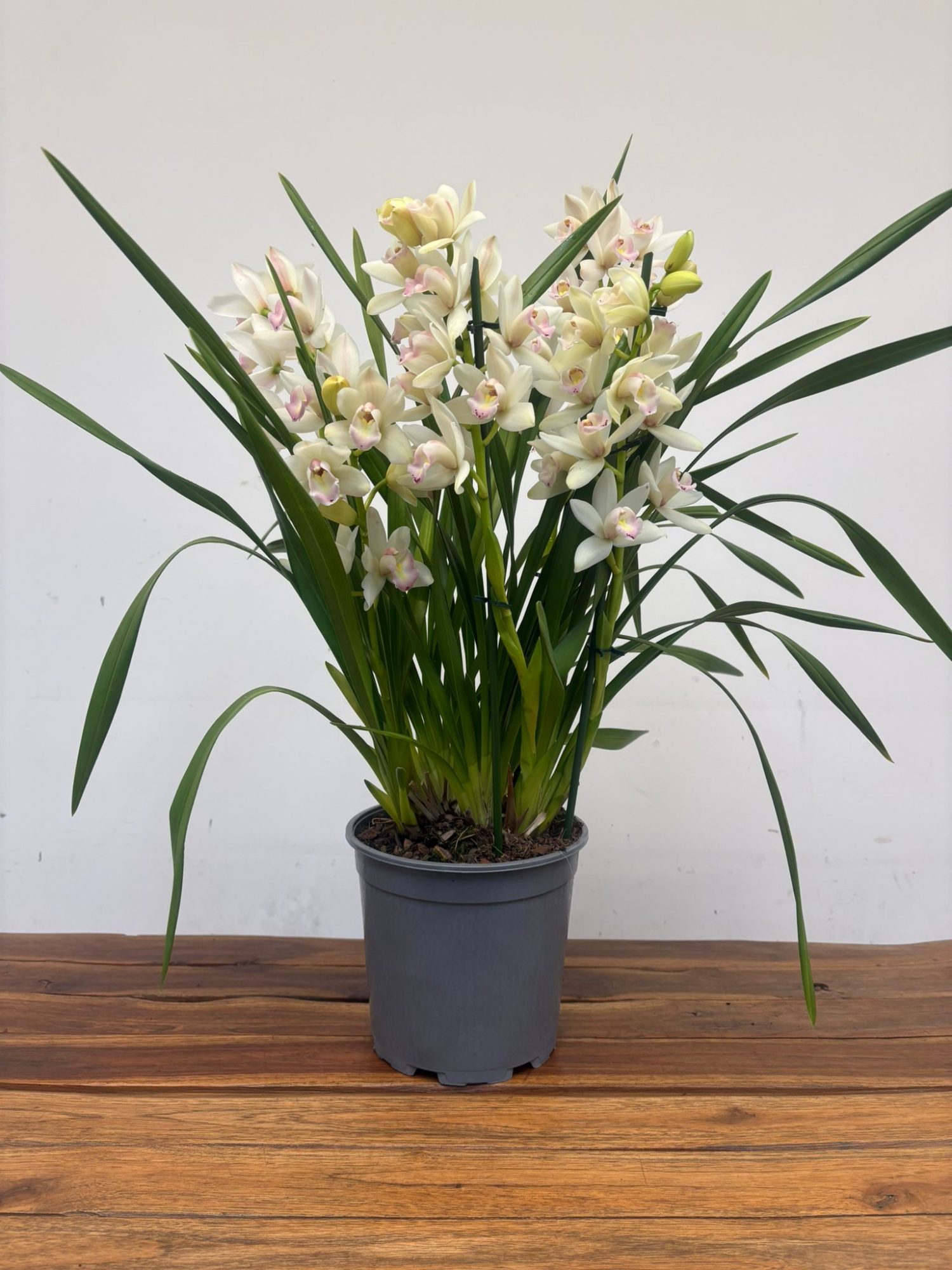 Cymbidium V. 21 - Image 2