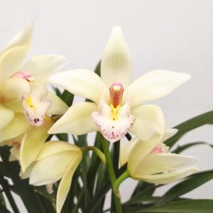 Cymbidium V.12