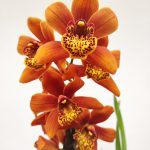 Cymbidium 1 Haste - V.14