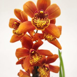 Cymbidium 1 Haste - V.14
