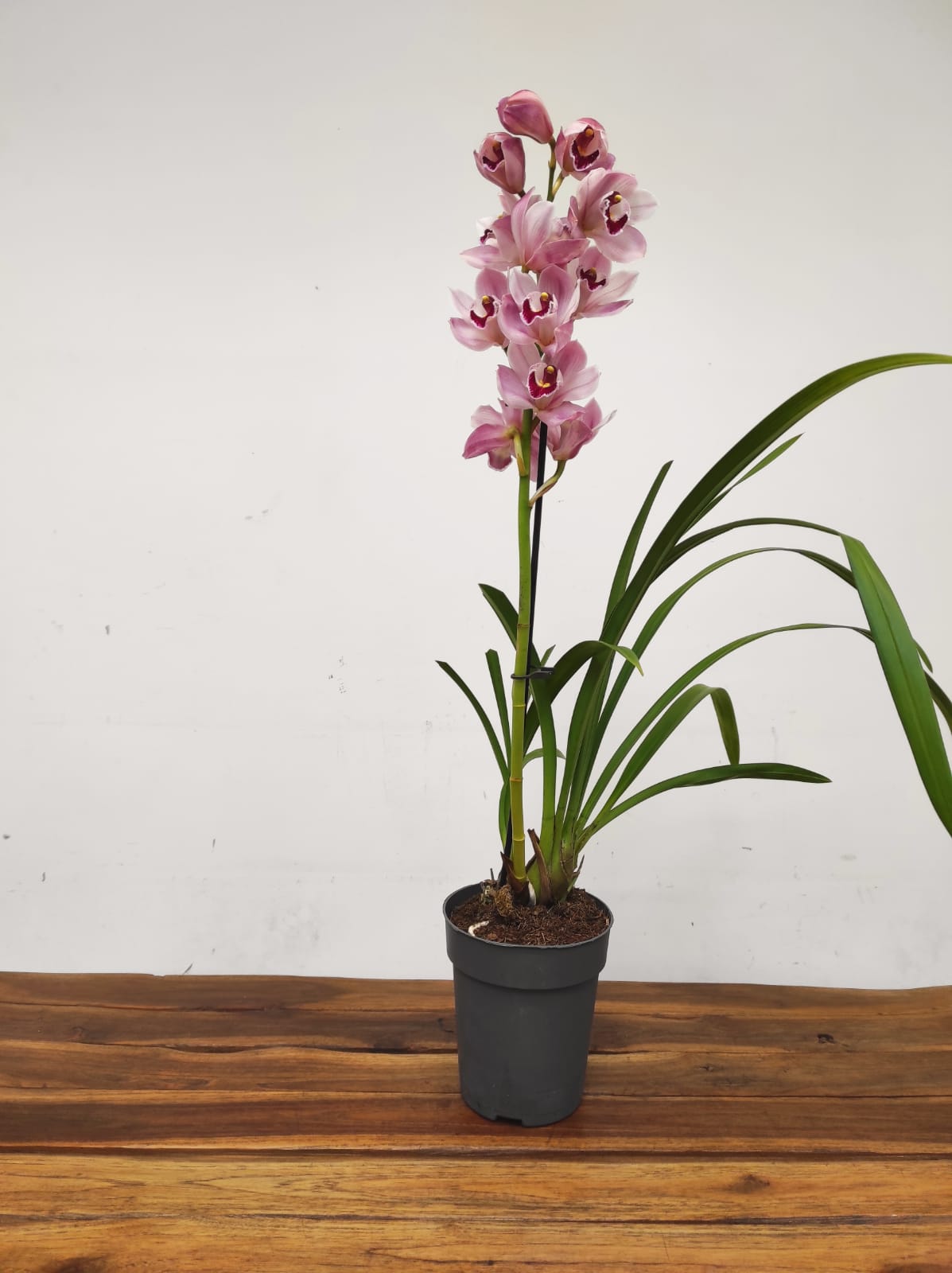 Cymbidium 1 Haste - V.14 - Image 2