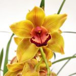 Cymbidium 1 Haste - V.14