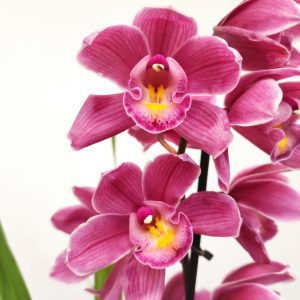 Cymbidium 1 Haste - V.14