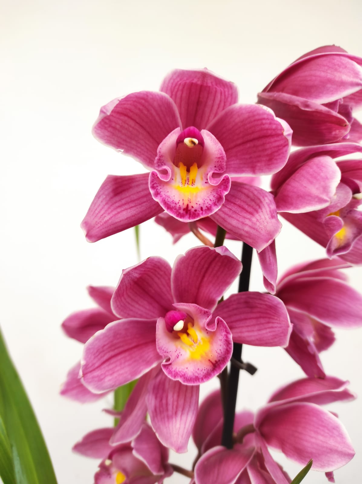 Cymbidium 1 Haste - V.14