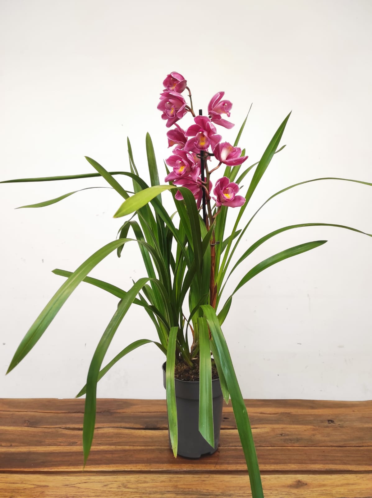 Cymbidium 1 Haste - V.14 - Image 2