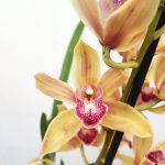 Cymbidium 1 Haste - V.14