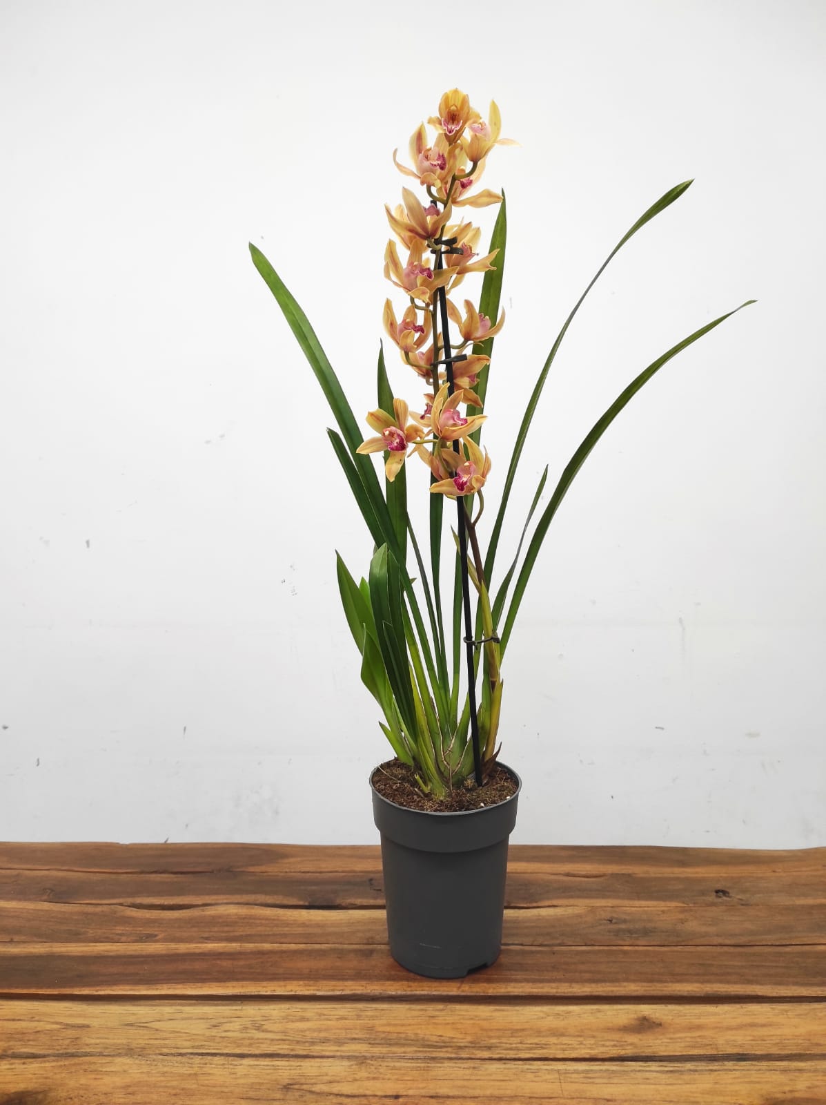 WhatsApp Image 2026-01-23 at 17.42.30 (3)