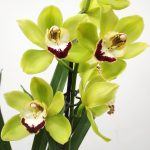 Cymbidium 1 Haste - V.14