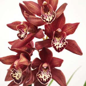 Cymbidium 1 Haste - V.14