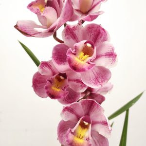 Cymbidium 1 Haste - V.14