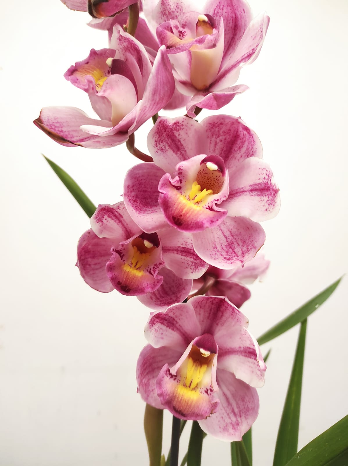 Cymbidium 1 Haste - V.14