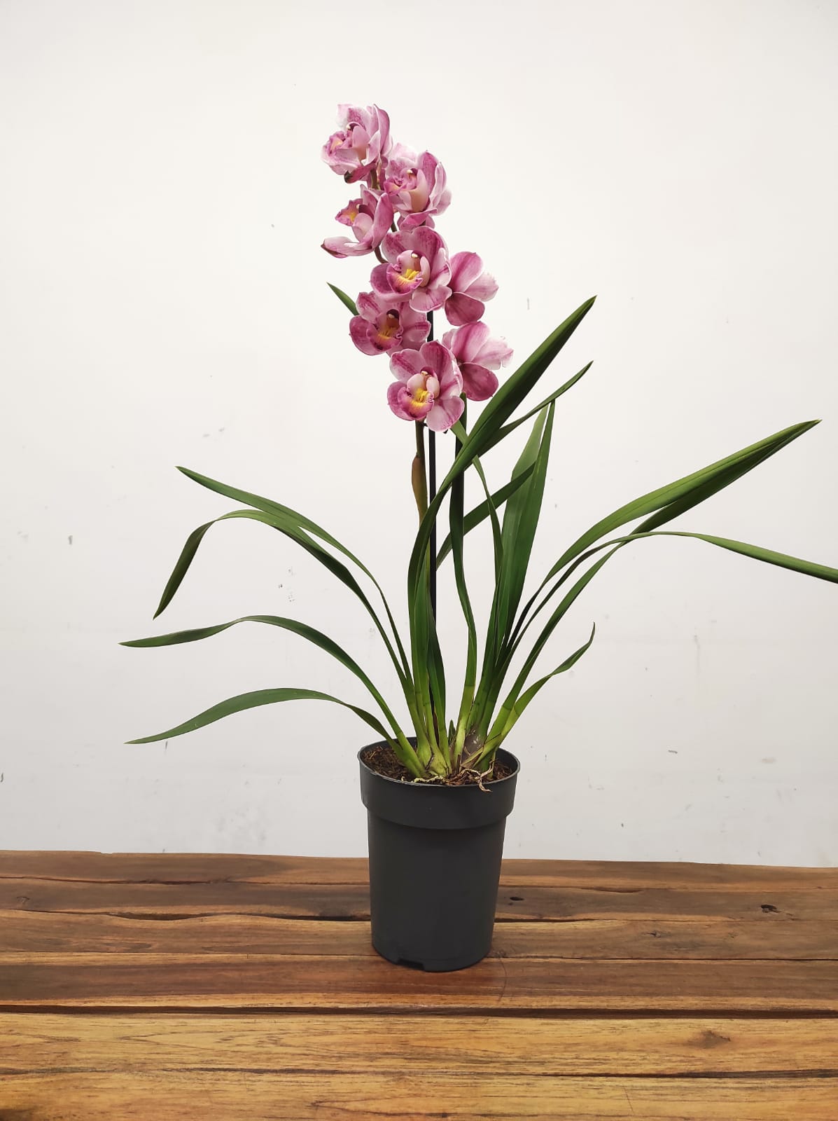 Cymbidium 1 Haste - V.14 - Image 2