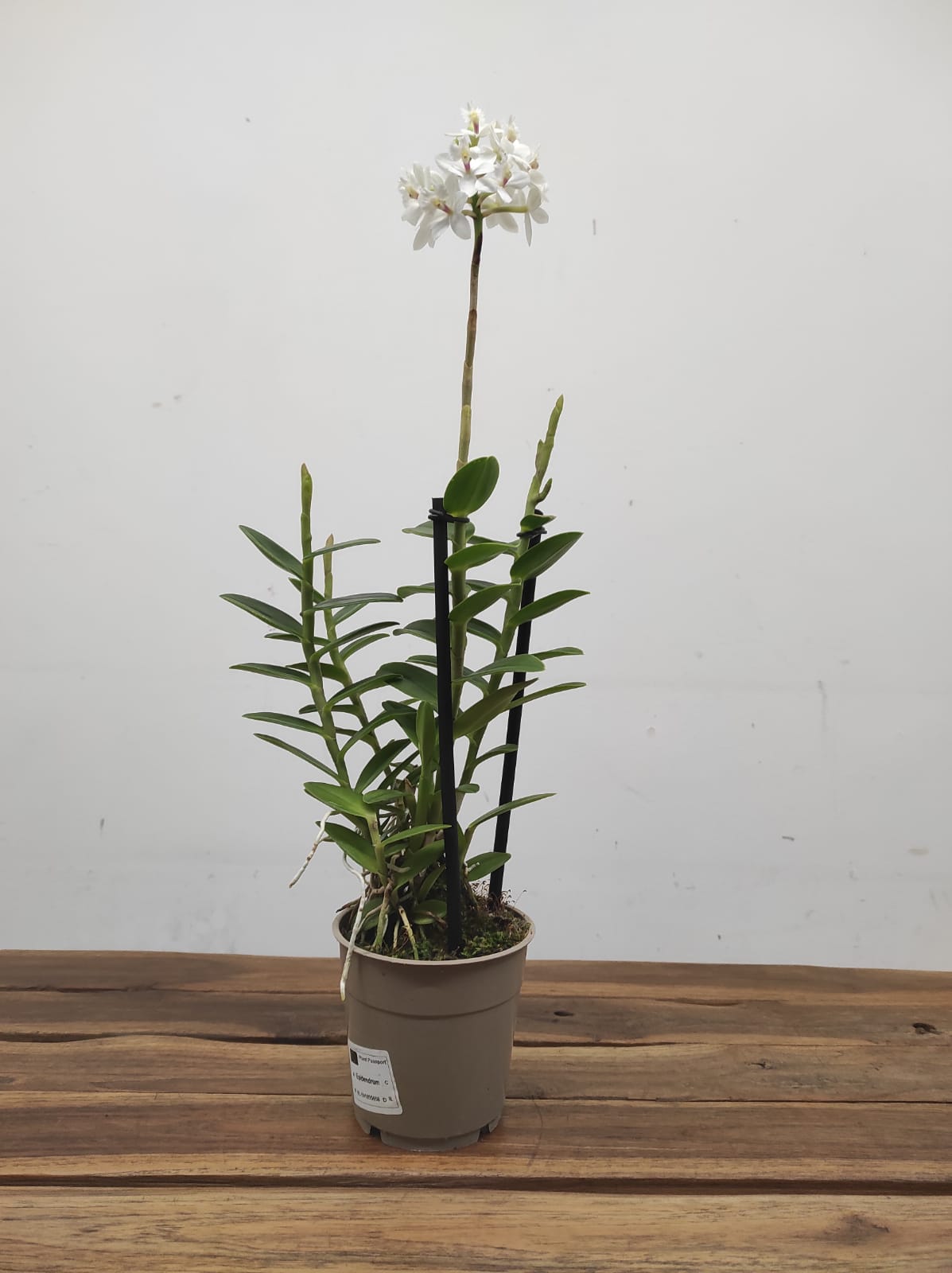 Epidendrum Radicans - Image 2